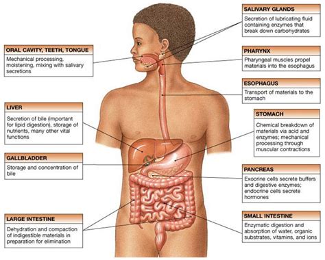 Digestive System Study Guide Inspirit