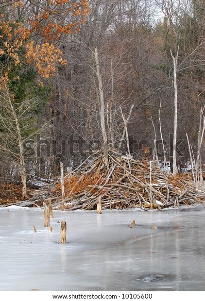 Beaver House Winter 스톡 사진(지금 편집) 10105600