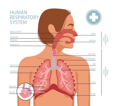 Układ oddechowy człowieka ilustracja wektor Ilustracja złożonej z