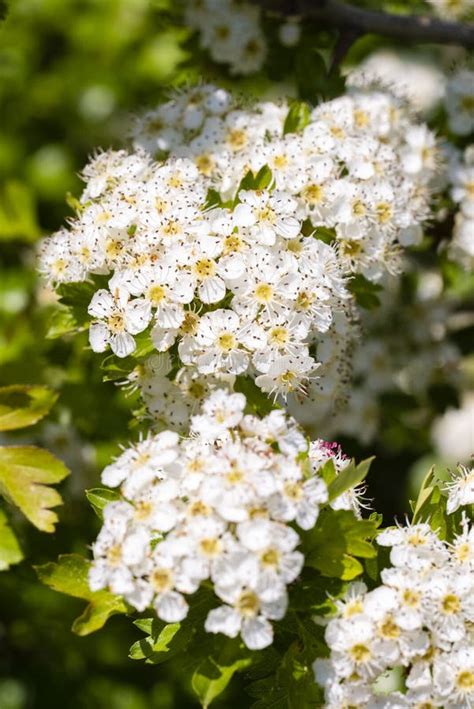 Midland Hawthorn Crataegus Laevigata White Flowering Tree In