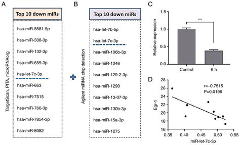 Relationship Between Mir Let 7c 3p And Egr 1 A Targetscan Pita And