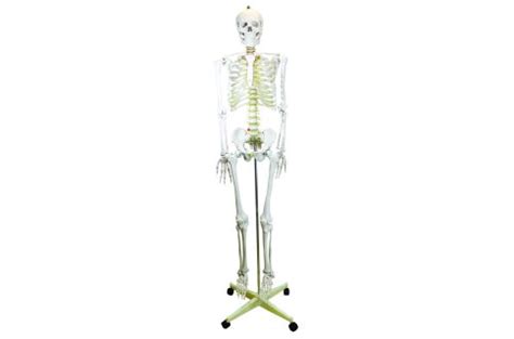 Skeleton Model Life Size Flexible Joints Spine Rod