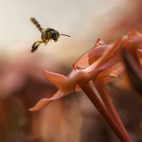 Fotos gratis fotografía flor pétalo volador polen rojo insecto