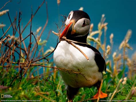 Puffin Wallpapers - Wallpaper Cave