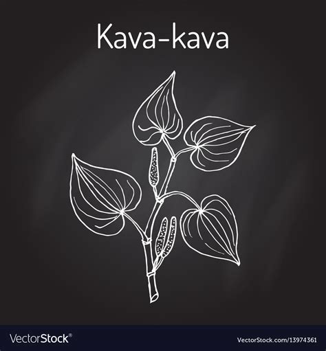 Kava Kava Piper Methysticum Medicinal Plant Vector Image