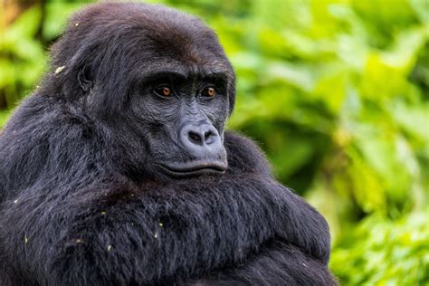 Disney’s Commitment to Conservation: Saving Gorillas | Disney Experiences