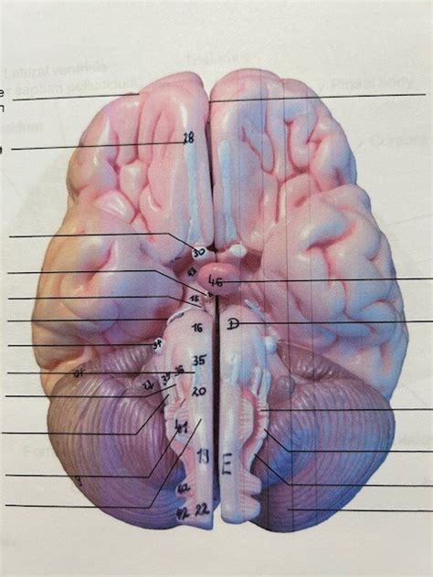 Bio Lab Brain Model Diagram Quizlet