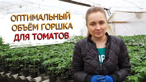 В горшках какого объёма рассада томата вырастает крепкой и здоровой ...