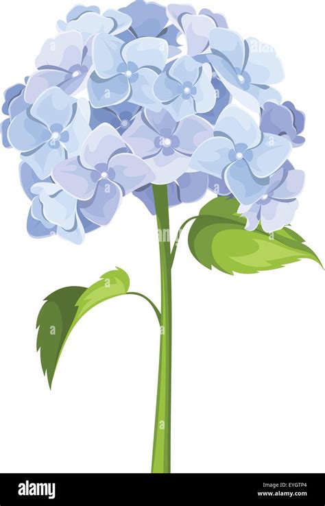 Blue Hydrangea Flowers Vector Illustration Stock Vector Image And Art