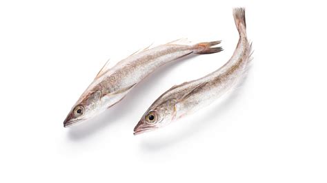 Hake | Merluccius bilinearis | Seafood from Canada