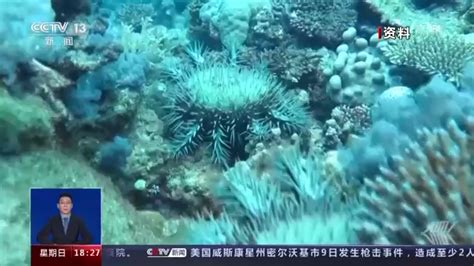 海星再现青岛胶州湾 “不速之客”为何不请自来？ 青岛新闻网