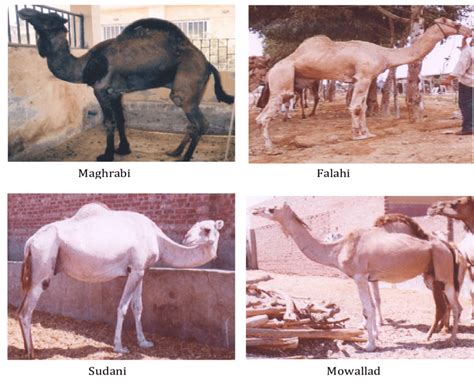 Camel breeds in Egypt | Download Scientific Diagram