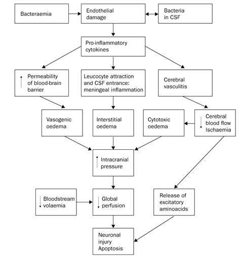 Bacterial Meningitis Treatment Nice Guidelines - De Actualidad 602l76