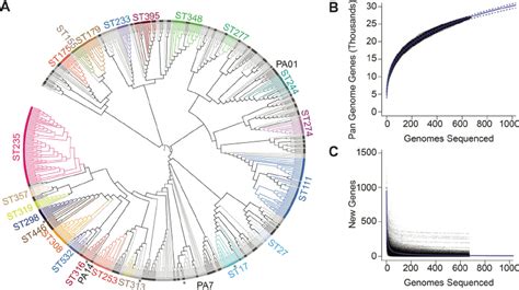 Genomic Diversity Of P Aeruginosa Clinical Isolates A Phylogenetic