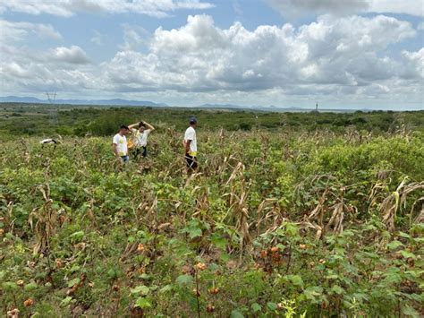 Organic Coloured Cotton Brazil To Spain Our History Global Inch