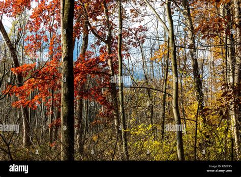 Beautiful Fall Colors At Indiana Dunes State Park Indiana Stock Photo