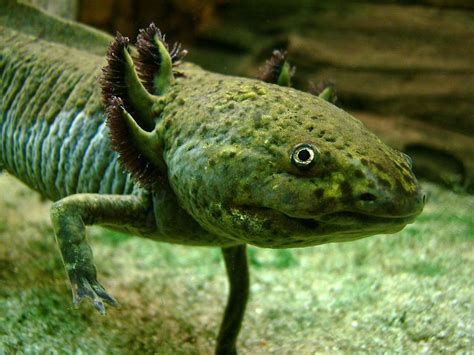 Axolotl Info Photo 3