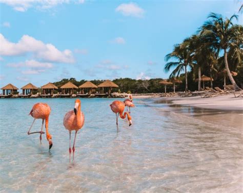 Flamingo Beach Aruba How To Get A Renaissance Island Day Pass 2024