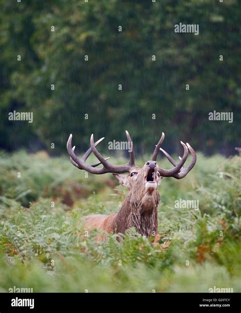 Red Deer Cervus Elaphus Stag Bellowing During Rut Richmond Park