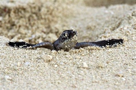 More Female Sea Turtles Born As Temperatures Rise The New York Times