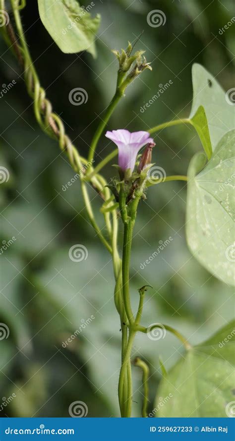 Ipomoea Triloba Also Known As Little Bell Three Lobed Morning Glory