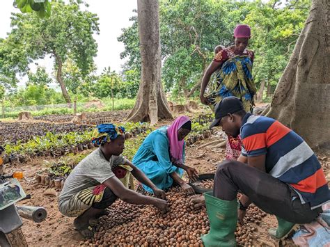 Review Of Agricultural Insurance In Ghana Challenges And Future Directions — Chamber Of