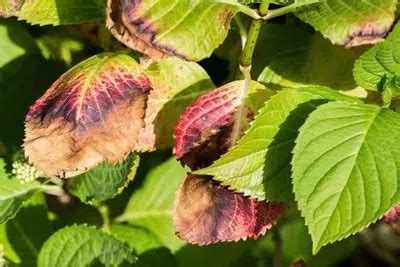 Why Are Your Hydrangea Leaves And Flowers Drooping? - Gardeninguru