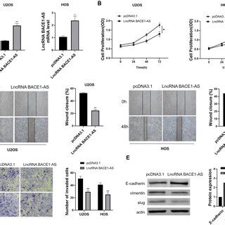 Lncrna Bace As Inhibits Osteosarcoma Cell Proliferation Migration And