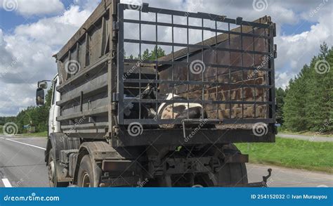 Transport Of Live Animals In Cattle Truck Livestock Transport Truck At