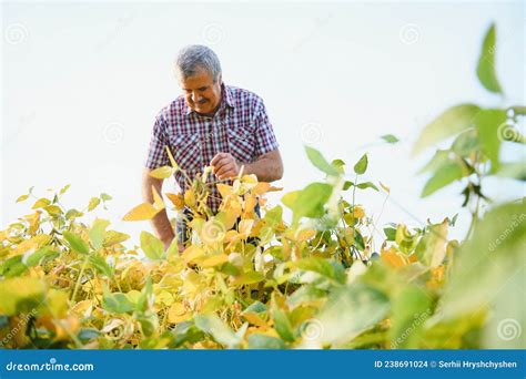 Portrait Of Senior Hardworking Farmer Agronomist Standing In Soybean