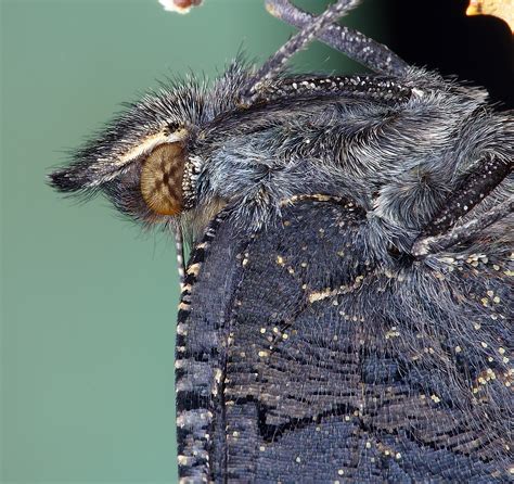 Gratis Afbeeldingen Mac Natuur Vleugel Fotografie Zomer Wildlife