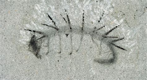 尾が頭だった、ハルキゲニア化石に目と口を発見 研究 写真2枚 国際ニュース：afpbb News