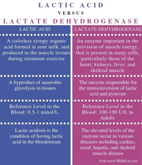 What is the Difference Between Lactic Acid and Lactate Dehydrogenase ... 