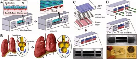 Schematic Representation Of A Lung On A Chip Microdevice A Schematic