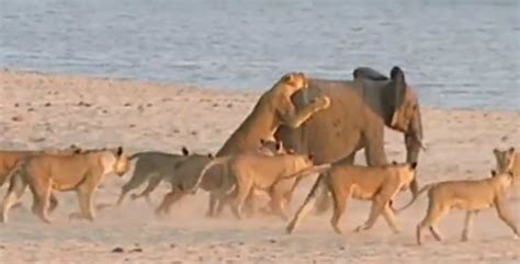 Heart Of A Warrior Young Elephant Fights Off 14 Lions Video