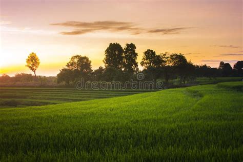 Indonesian Natural Beauty In The Rice Fields Of North Bengkulu Stock