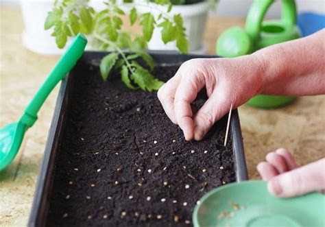 Semer Des Tomates Quand Et Comment Faire Ses Premiers Semis De