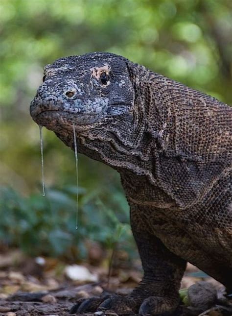 Dragón de Komodo FAUNA DEL PLANETA