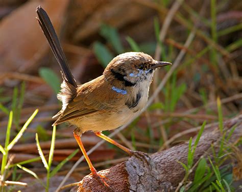 Fairy Wren | BirdForum