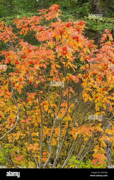 Rocky Mountain Ash Sorbus Scopulina Autumn At Emerald Lake Yoho