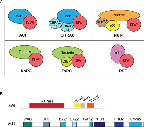 Figure From Atp Dependent Nucleosome Sliding By Iswi Semantic Scholar