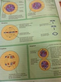 Cells And Cell Division - Amivi Henyo Aice biology Portfolio 