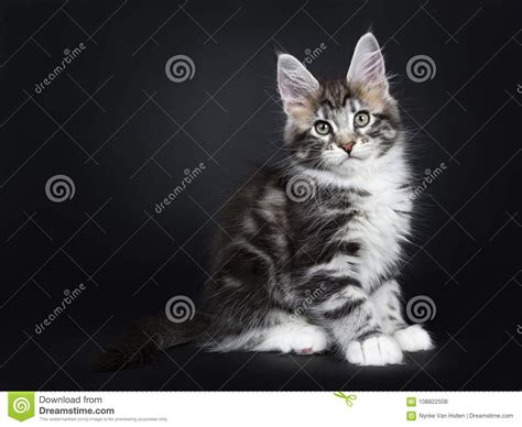 Gatito De Plata De Maine Coon Del Gato Atigrado Foto De Archivo