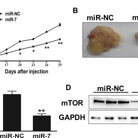 Microrna 7 Mir 7 Inhibits Tumor Growth In Vivo A B And C Effect