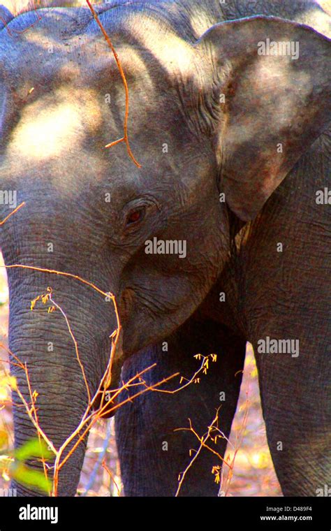 Elephants yala national park hi-res stock photography and images - Alamy