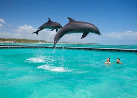 Passeio Golfinhos Punta Cana em Português