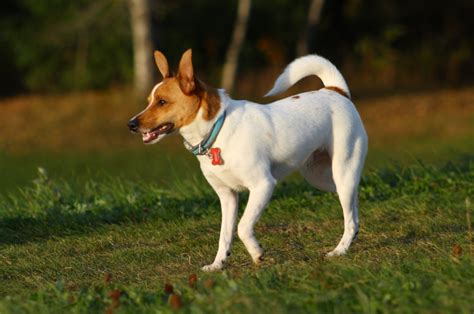 Toy Rat Terrier: A Small Dog With A Huge Energy Bar