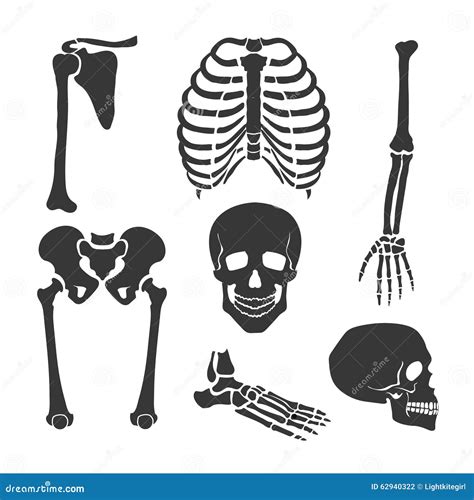 Human Skeleton Vector Black Illustration Set Stock Vector