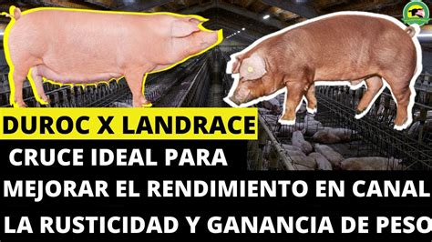 Duroc Landrace Cruce Ideal Para Mejorar El Rendimiento En Canal