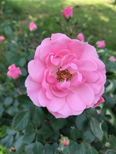 Pin By Sivaji Raju On Rose Beautiful Pink Flowers Flowers